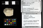 Foto (Objekt + Etiketten) von Tanidromites sp. 